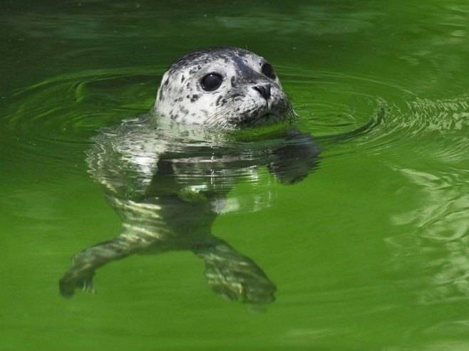 Beba foke zalutala u pab na Novom Zelandu (VIDEO)