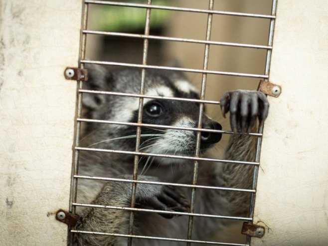 Rakun iz prodavnice alkoholnih pića osumnjičen i za druge "provale" (VIDEO) Rakun iz prodavnice alkoholnih pića osumnjičen i za druge "provale" (VIDEO)