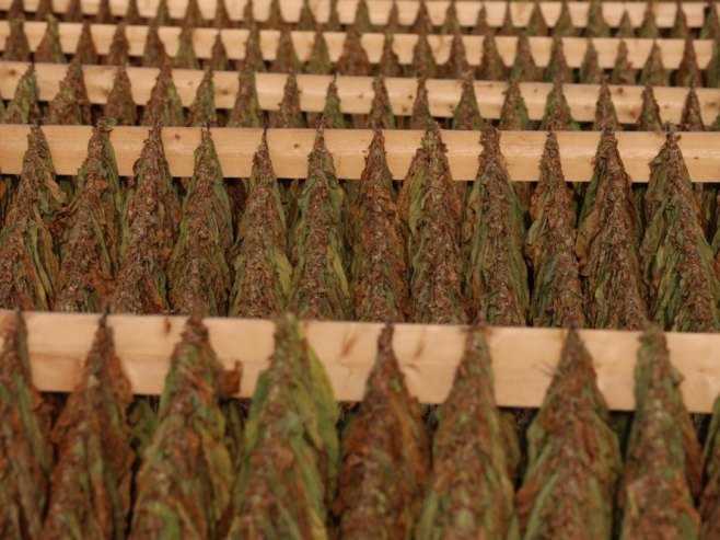 Ovogodišnja proizvodnja duvana u Semberiji i posavini nadmašila sva očekivanja (VIDEO)