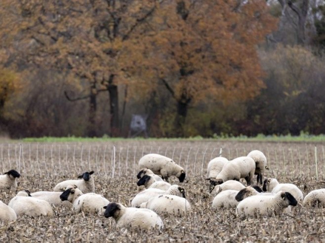 U Hrvatskoj potvrđena kuga malih preživara, sprovode se hitne mjere