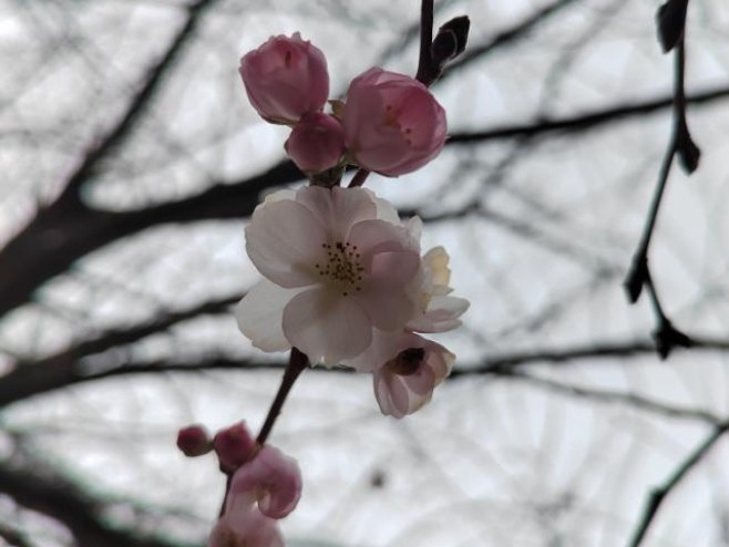 Neobična pojava u Prijedoru: Trešnja procvjetala u decembru