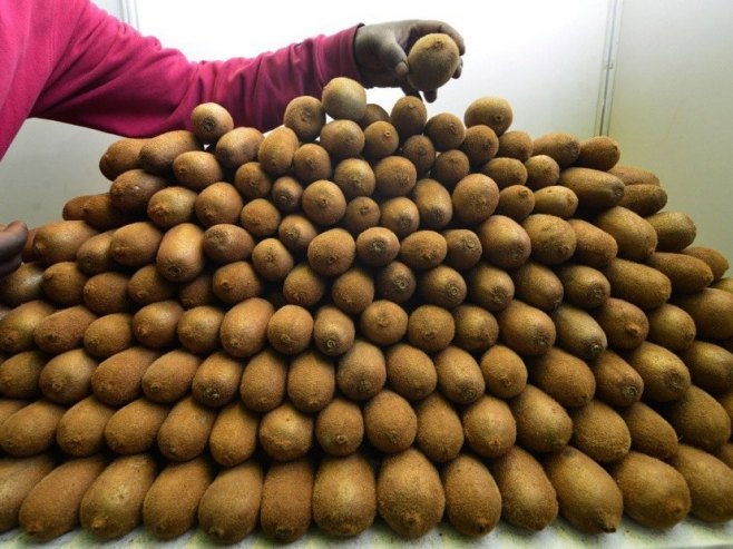 Srbija: Zabranjen uvoz skoro 70 tona kivija iz Sjeverne Makedonije