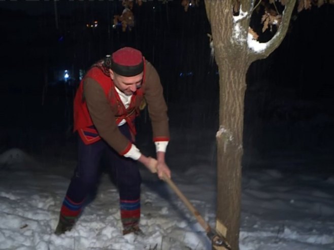 Sječa badnjaka Sječa badnjaka - Foto: RTRS