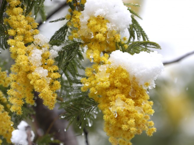 "Praznik mimoze" u Herceg Novom od 13. do 28. februara