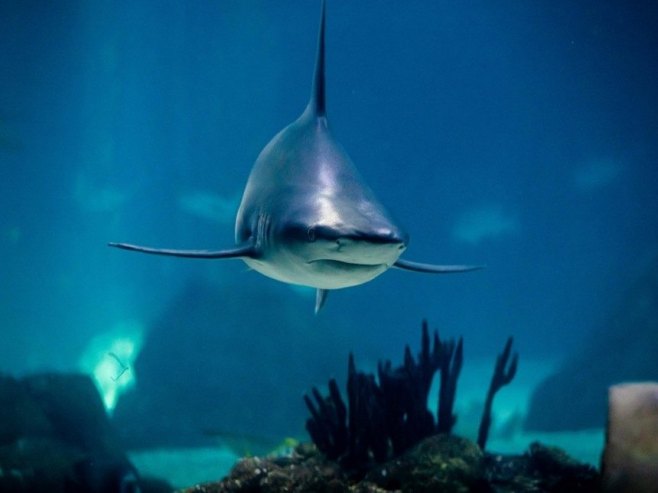 Surfer povrijeđen u četvrtom napadu ajkule u Australiji za 48 sati