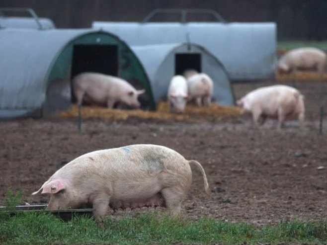 Virus afričke kuge svinja i dalje se širi Slavonijom i Baranjom