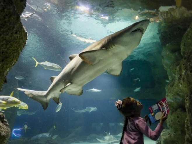 Australijski dječak preminuo u bolnici nakon napada ajkule u Sidneju