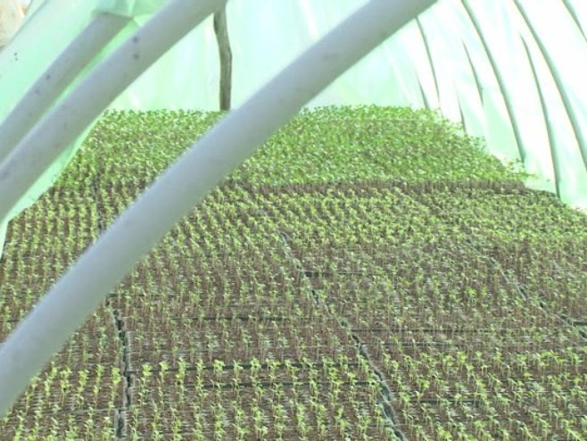 Rasad Rasad - Foto: RTRS