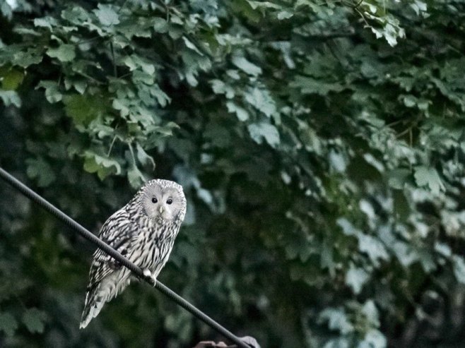 Rusi u akciji spasavanja povrijeđene sove (VIDEO)