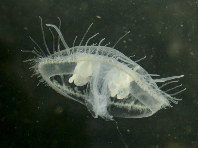 Snimljena džinovska fantomska meduza: Njene ruke mogu narasti do 10 metara (VIDEO)