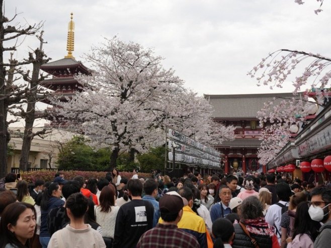 U Јapanu otkazan Festival trešnjinog cvijeta zbog nepristojnih turista