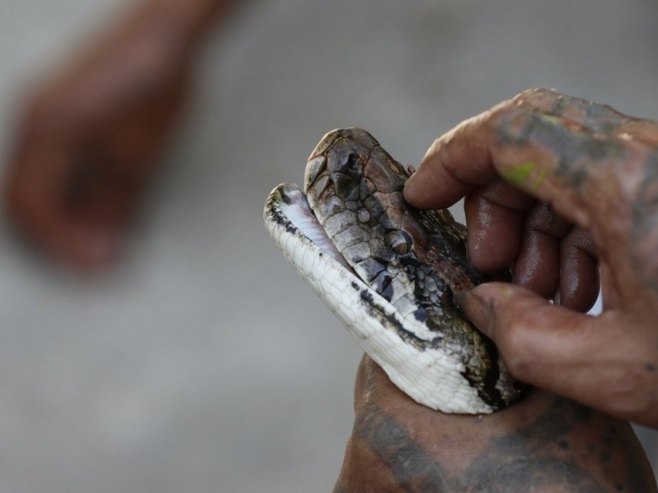 Indonežanski piton ušao u Ginisovu knjigu rekorda kao najduža izmjerena divlja zmija