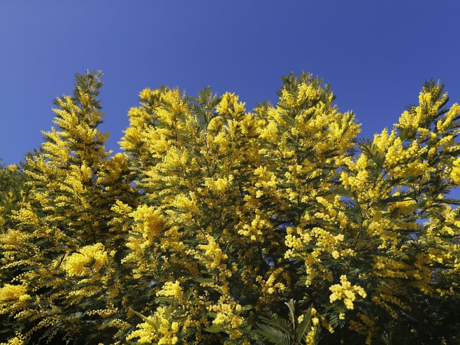 Otvoren 57. "Praznik mimoze" u Herceg Novom