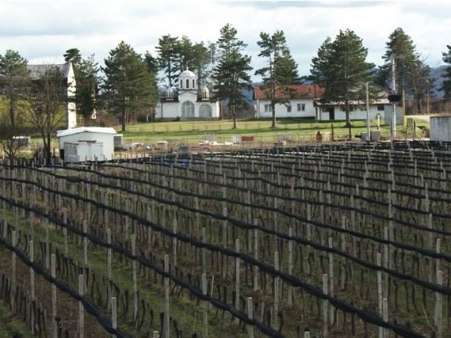Sveti Trifun obilježili i vinogradari na obroncima Majevice (VIDEO)