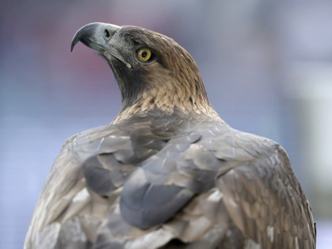 Orao Feliks se vraća kući