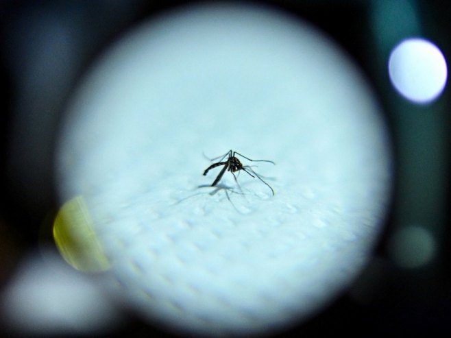 Čikungunja groznica se širi Evropom, virus prenose komarci