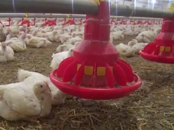 Živinarski sektor Srpske jedanod najorganizovanijih u domaćoj poljoprivredi (VIDEO)