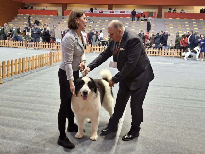 U Novom Gradu izložba pasa svih rasa iz 19 zemalja