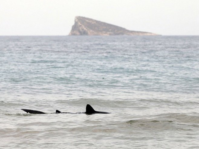 Druga po veličini vrsta ajkule spažena kod hrvatskog ostrva Cres (VIDEO)