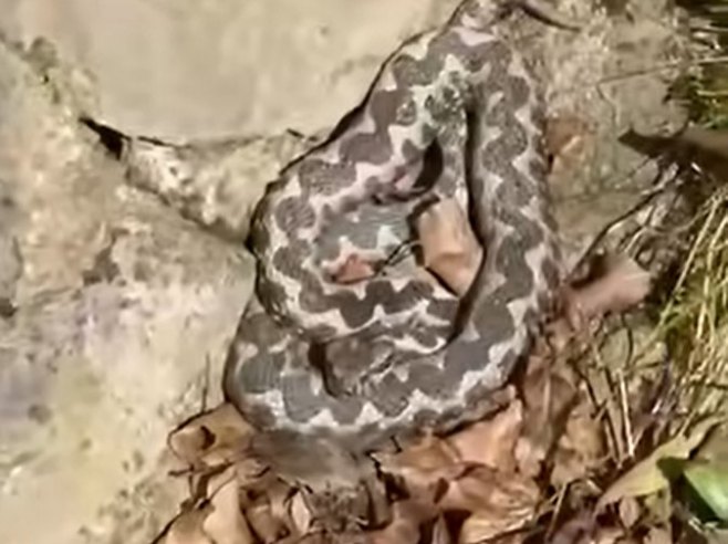 Poskok snimljen u Banjaluci, stručnjaci poručuju - nema razloga za paniku (VIDEO)