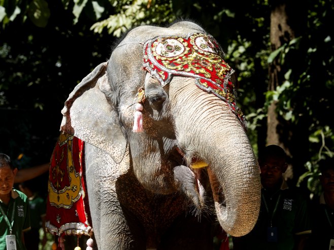 Slon napao čovjeka na festivalu u Indiji (VIDEO)