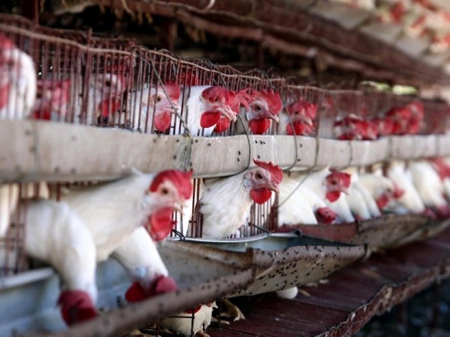 U Crnoj Gori potvrđen prvi slučaj ptičijeg gripa