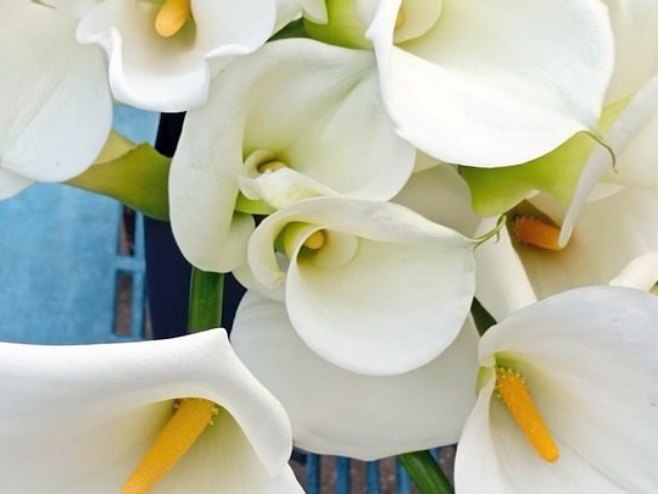 Јasminka iz Zvornika sigurnim koracima osvaja tržište - kale njen zaštitni znak (VIDEO)