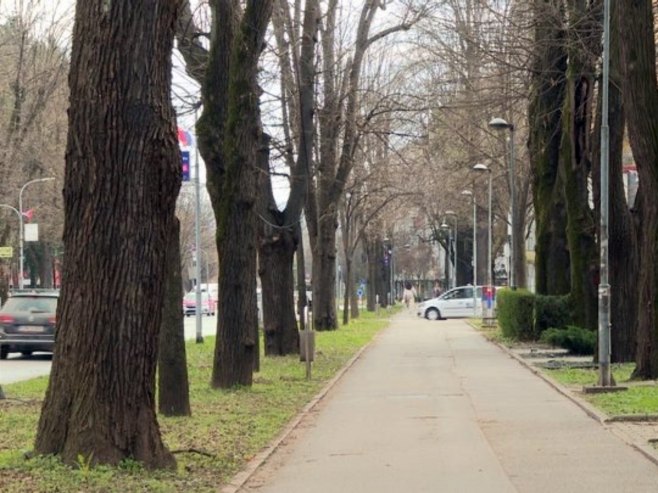 Aleje jedan od najprepoznatljivih simbola Banjaluke (VIDEO)