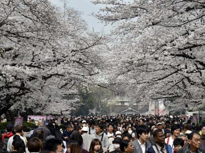 Zvanično proglašen početak cvjetanja trešnje u Јapanu, najranije od kada se vodi evidencija