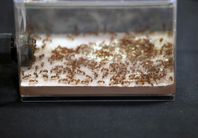 Kenijac optužen za šverc mrava