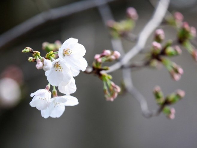 Sezona cvjetanja trešnje u Tokiju počela ranije nego inače