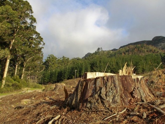 Može li novi menadžment uvesti disciplinu u šumska gazdinstva i zaustaviti negativne trendove? (VIDEO)