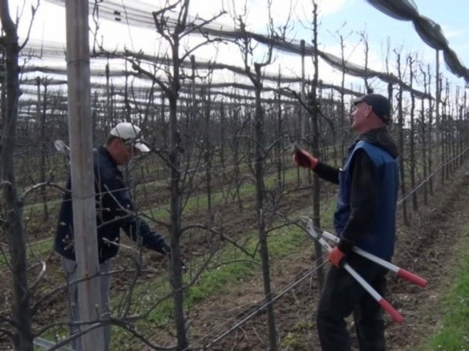 Voćari završili zimsku rezidbu od koje, dijelom, zavise i prinosi u predstojećoj sezoni