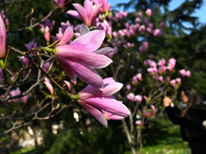 Danas i sutra jak vjetar, naredne sedmice stiže pravo proljeće (VIDEO)
