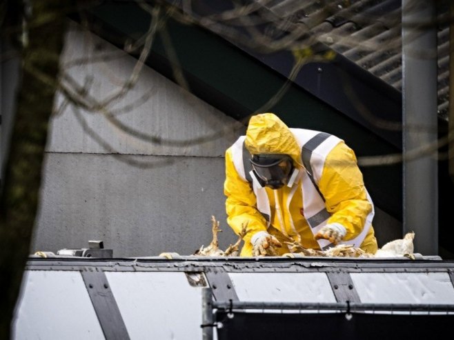 Prvi slučaj ptičjeg gripa kod ljudi u Evropi potvrđen u Italiji