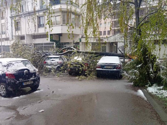 Palo drvo u Banjaluci - Foto: RTRS
