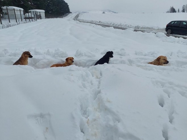 Psi u azilu na Manjači - Foto: Ustupljena fotografija