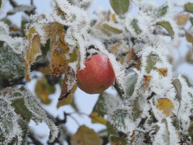 Snijeg i mraz u proljeće - jesu li se voćari prilagodili vremenskim neprilikama? (VIDEO)