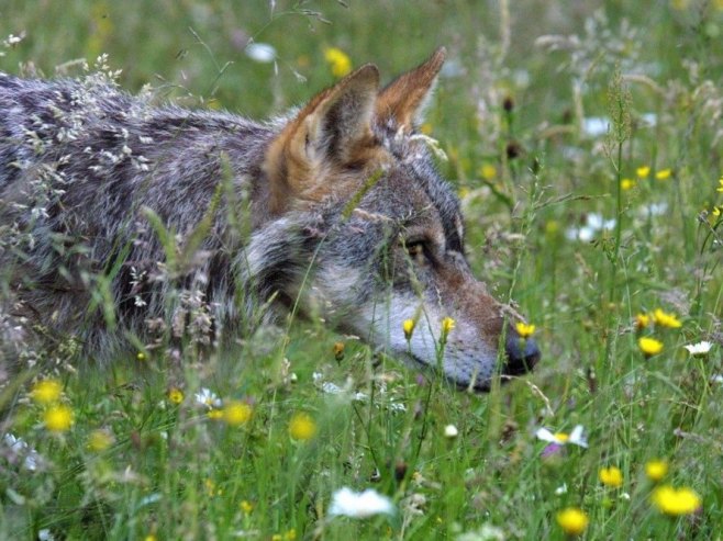 Vuk ugrizao ženu u Hamburgu
