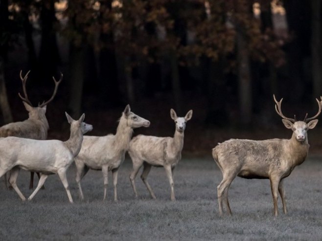 Humano i hrabro djelo Јovana Ilića - iz hladne i nabujale Križevice spasio srnu (VIDEO)