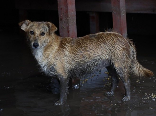U Azilu na Manjači nehumani uslovi za život i boravak životinja