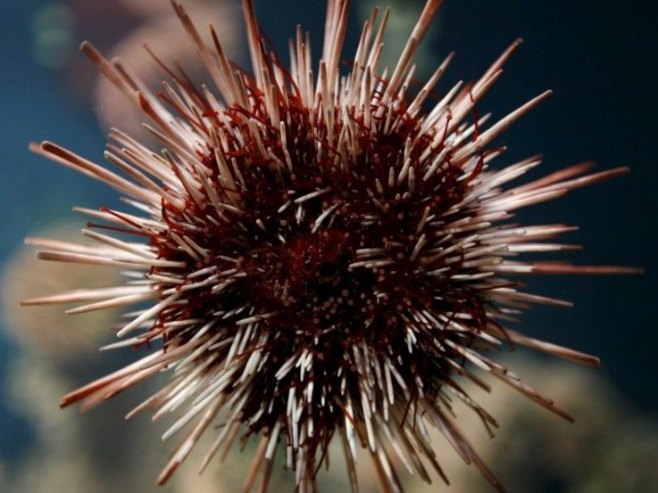 Čovjek uhvaćen u krivolovu sa 2.500 morskih ježeva na Eviji