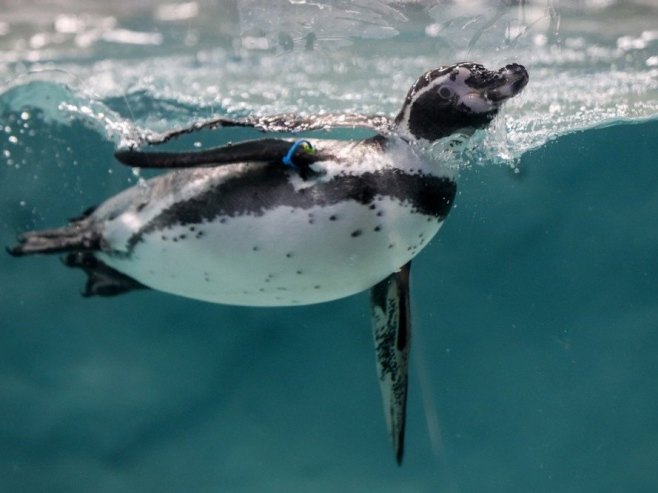 Carskim pingvinima prijeti izumiranje