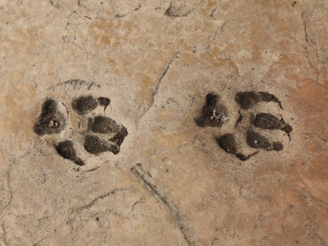 Raste broj vukova u Holandiji, DNK analiza otkrila 131 jedinku