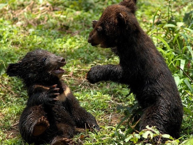 Medvjed primjećen u Sjevernoj Makedoniji, stanovnici upozoreni na oprez
