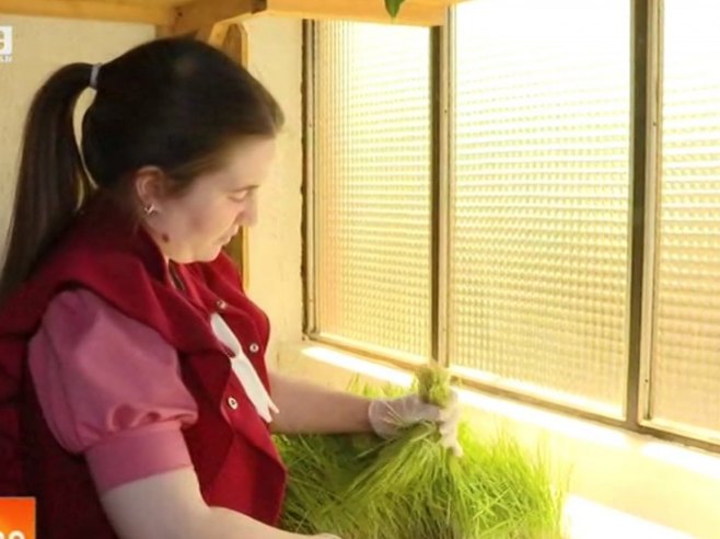 Poljoprivredno gazdnistvo Čavić - uzimaju iz prirode samo najbolje (VIDEO)