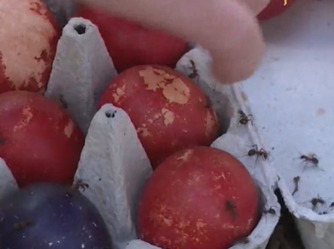 Berkovići kod Čajniča: I mravi šaraju vaskršnja jaja (VIDEO)