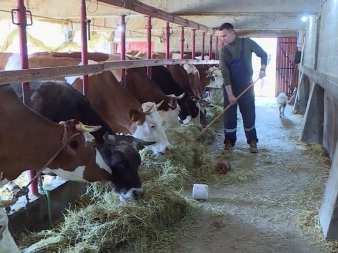 Miloš Đokić iz Donje Trnove kod Ugljevika, čuvar porodičnog naslijeđa (VIDEO)