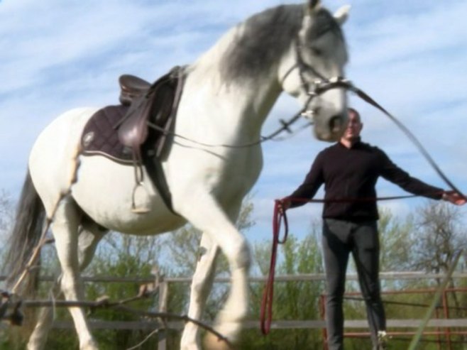 Ergela lipicanera Vučijak dobila neočekivan poklon - iz Lipica stigla tri nova grla (VIDEO)