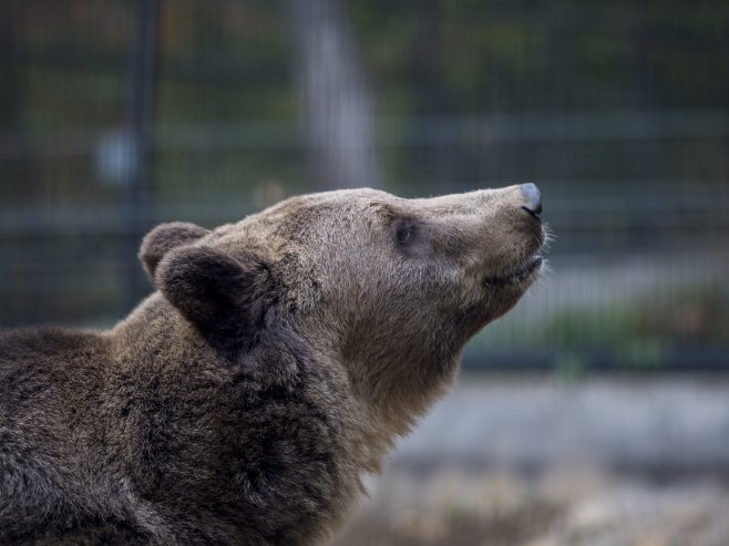 Medvjed napao čovjeka dok je džogirao u Slovačkoj